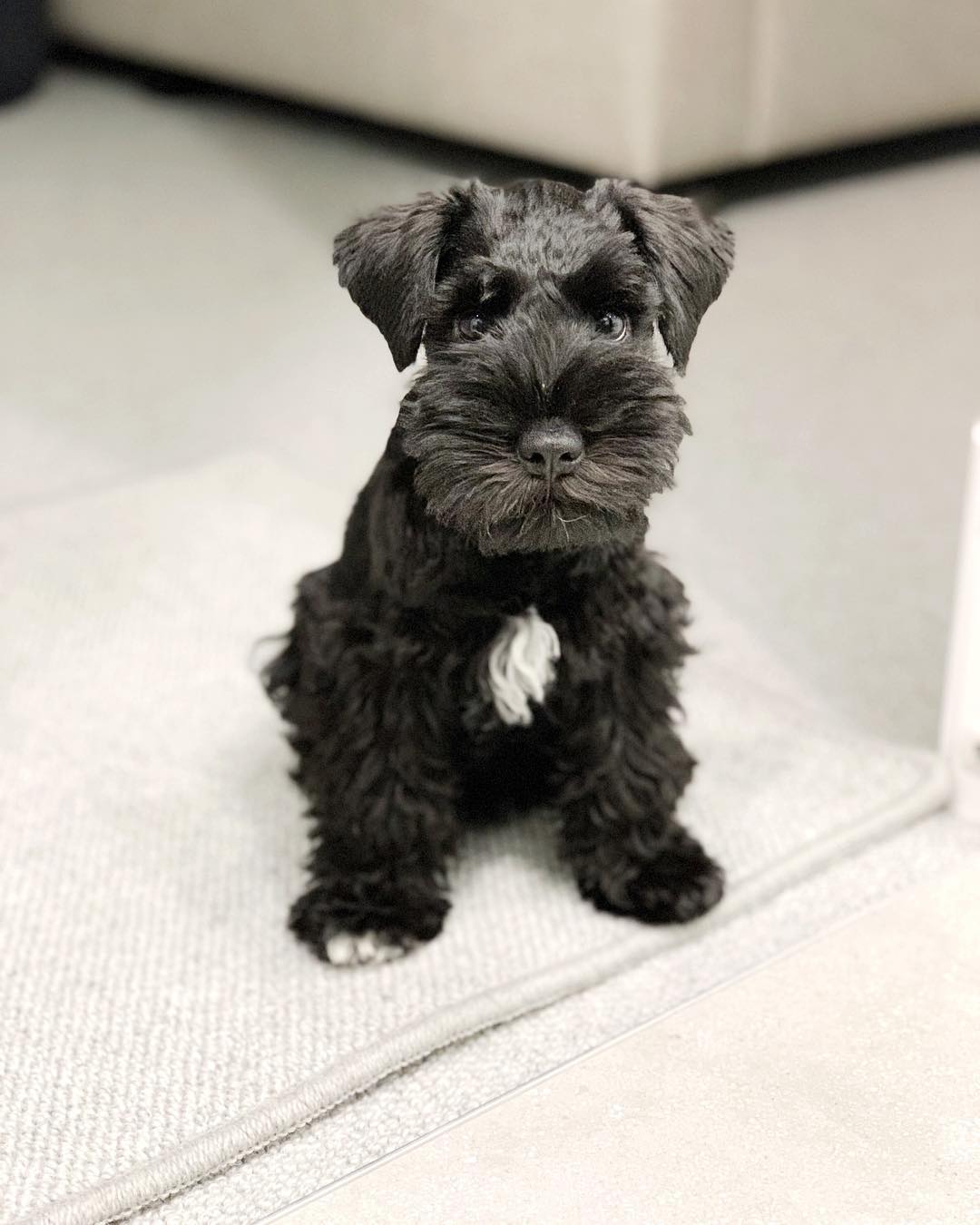 Black Miniature Schnauzer puppy for sale