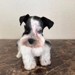 Black and White Schnauzer Puppy for Sale