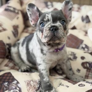 Blue Merle Male French Bulldog Puppy for Sale UK