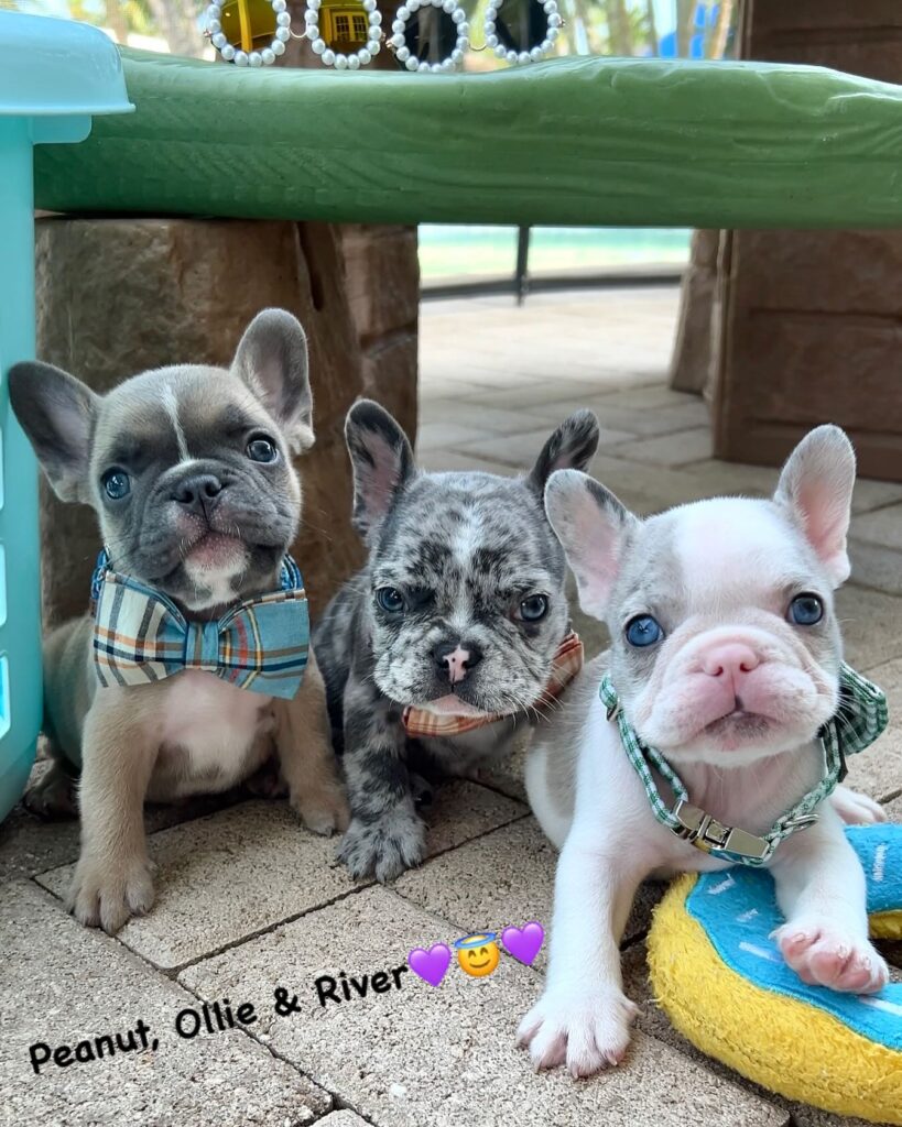 French Bulldog Puppy Price Guide UK