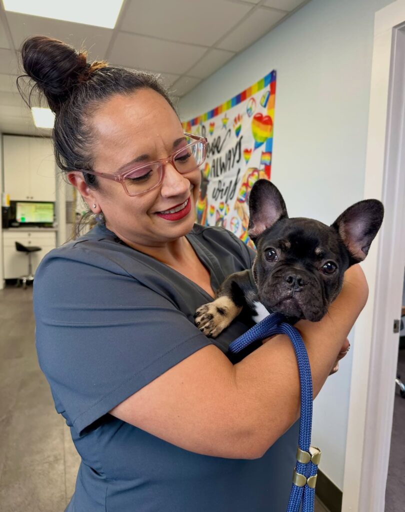 KC Registered vs Health Tested French Bulldogs UK