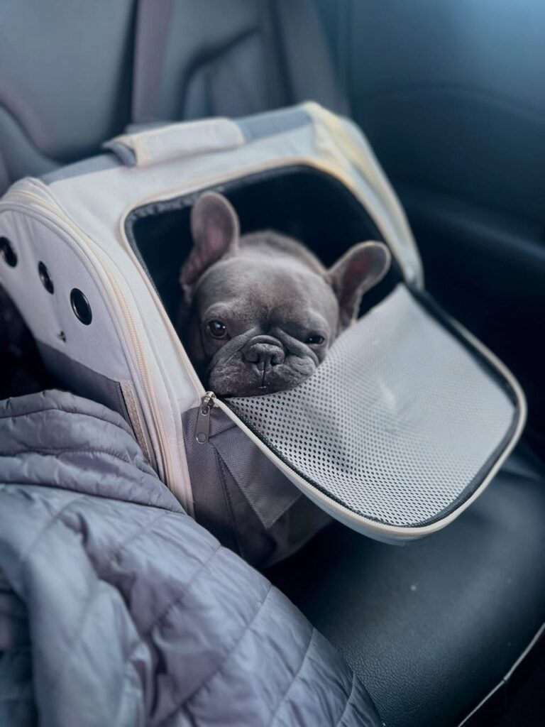 French Bulldog Delivery UK