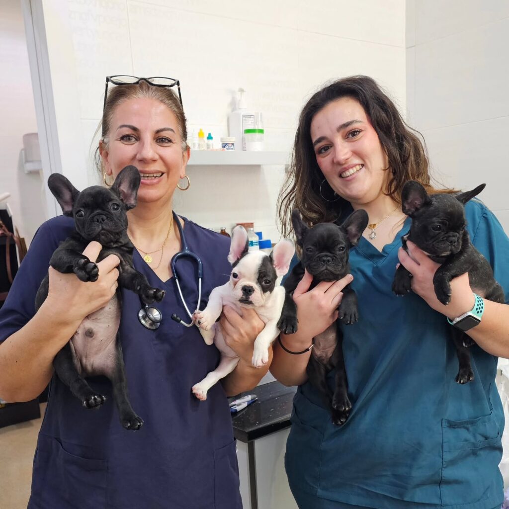 French Bulldog Puppies for Sale Newcastle
