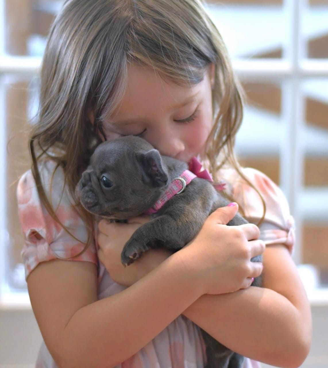 Trusted French Bulldog Breeder London