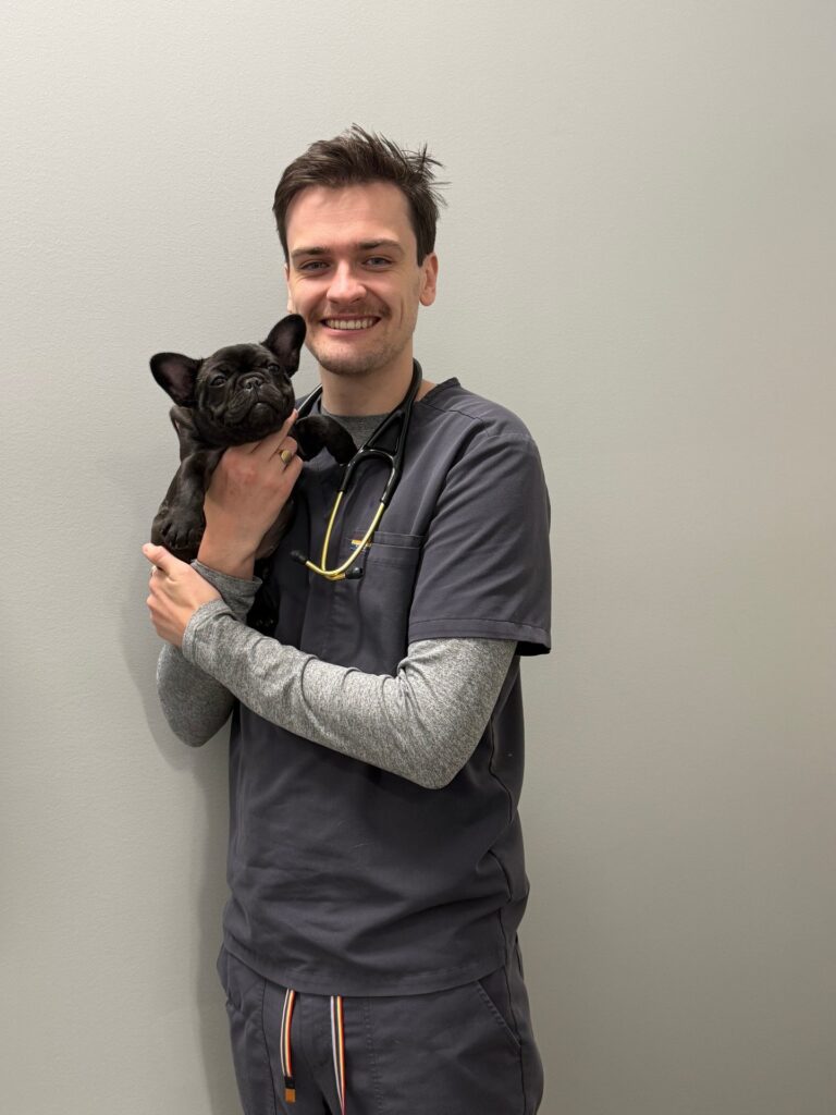 French Bulldog Puppy Care Guide