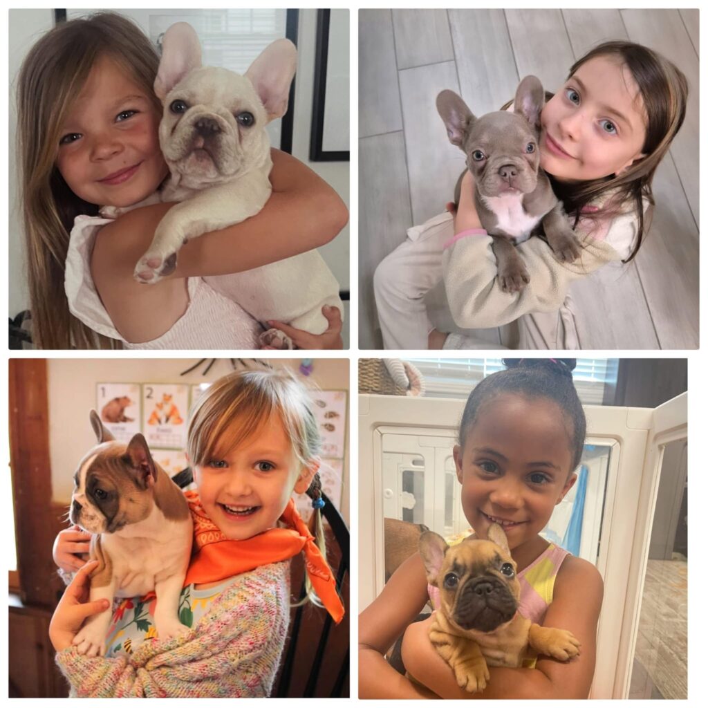 French Bulldog Breeder London