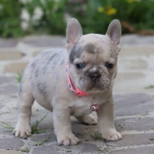 Lilac French Bulldog Puppy for Sale