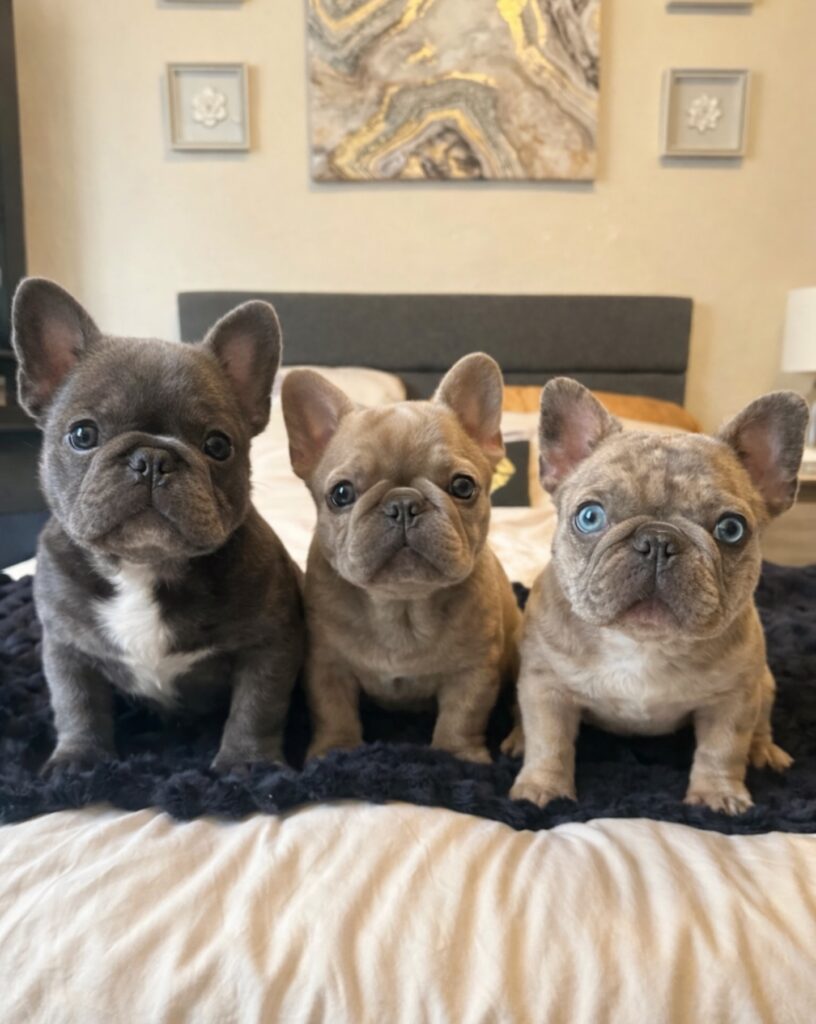 French Bulldog Breeder Reviews UK