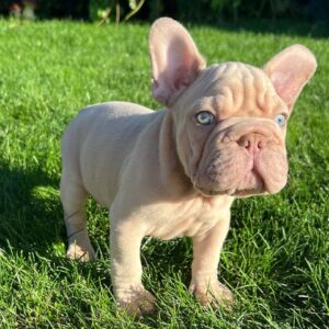 Cream Male French Bulldog Puppy for Sale UK