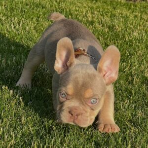 Lilac Tan Male French Bulldog Puppy UK