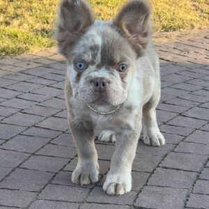 Fluffy Female French Bulldog Puppy UK