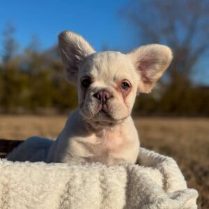 Platinum Fluffy French Bulldog Puppy UK