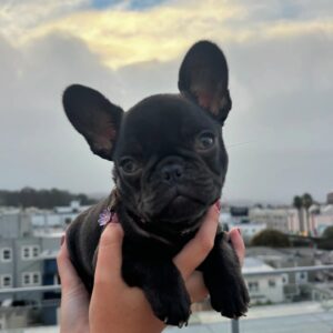 Black French Bulldog Puppy for Sale UK