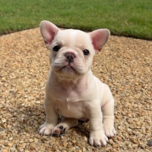 Cream Female French Bulldog Puppy