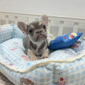 Lilac Tan Female French Bulldog Puppy