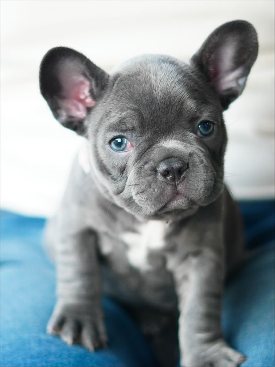 Blue French Bulldog Puppy - Moon - Image 3
