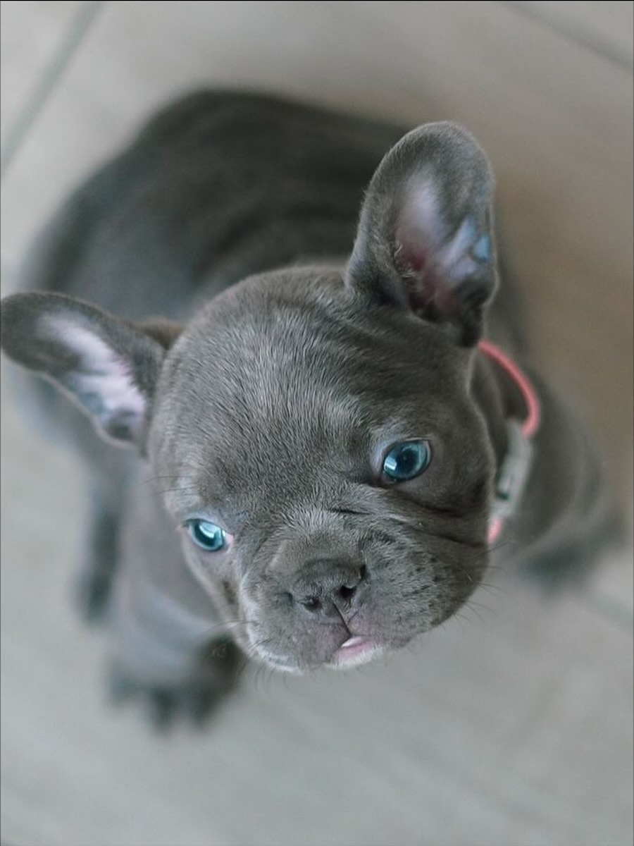 Blue French Bulldog Puppy - Moon - Image 2