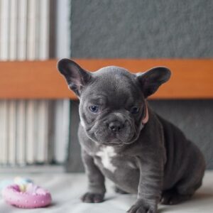 Blue French Bulldog Puppy for Sale UK