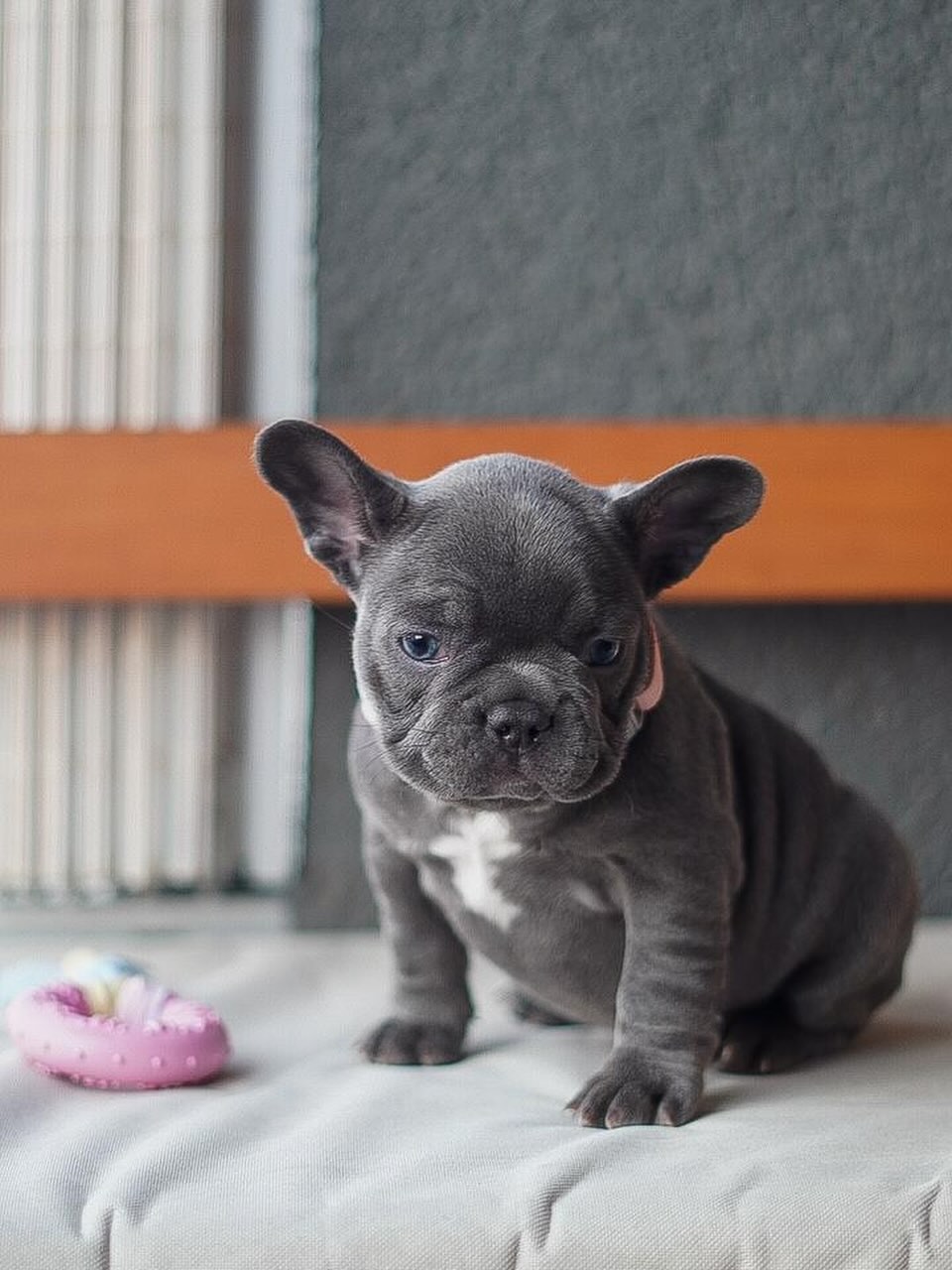 Blue French Bulldog Puppy for Sale UK