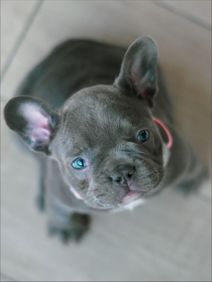 Blue French Bulldog Puppy