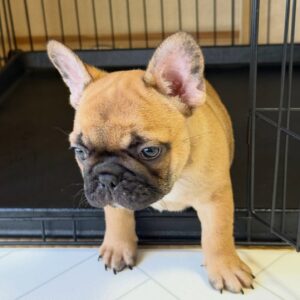 Fawn Male French Bulldog Puppy