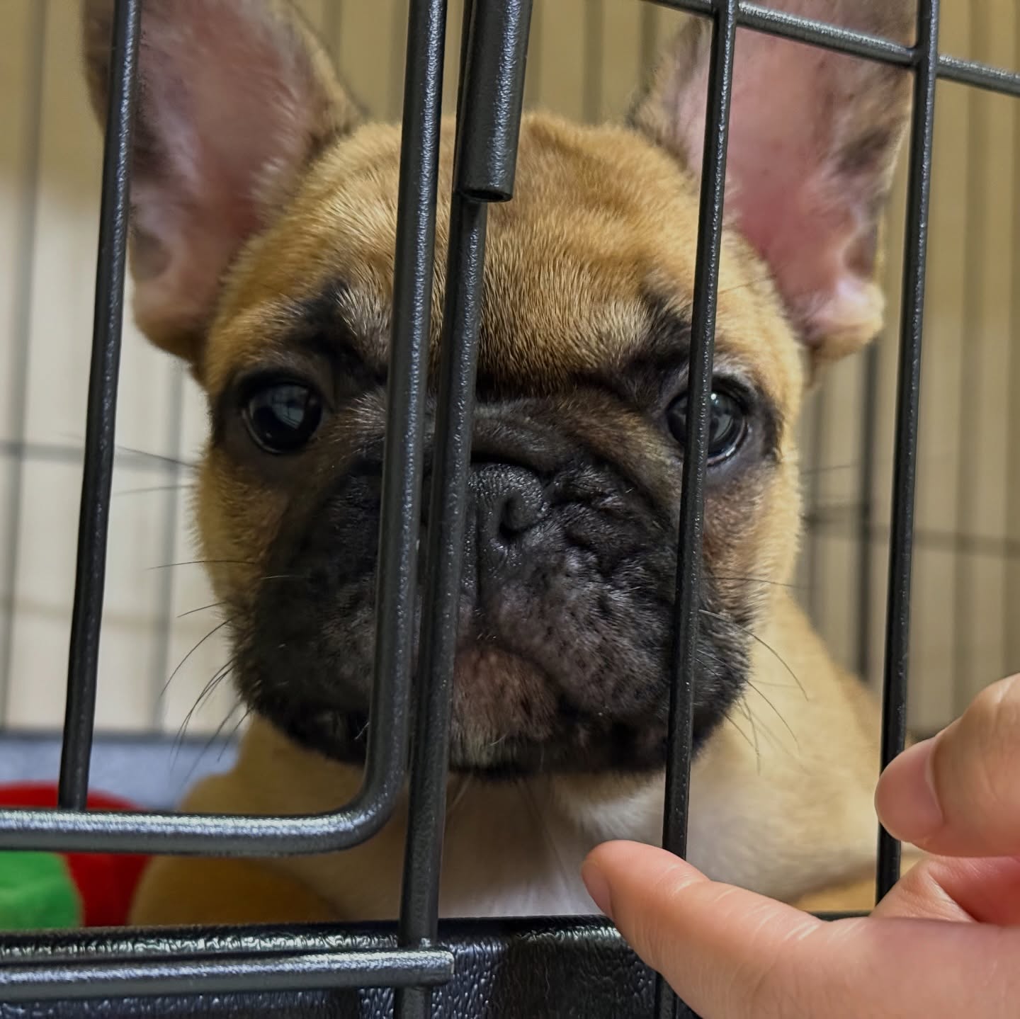 Fawn French Bulldog Puppy UK
