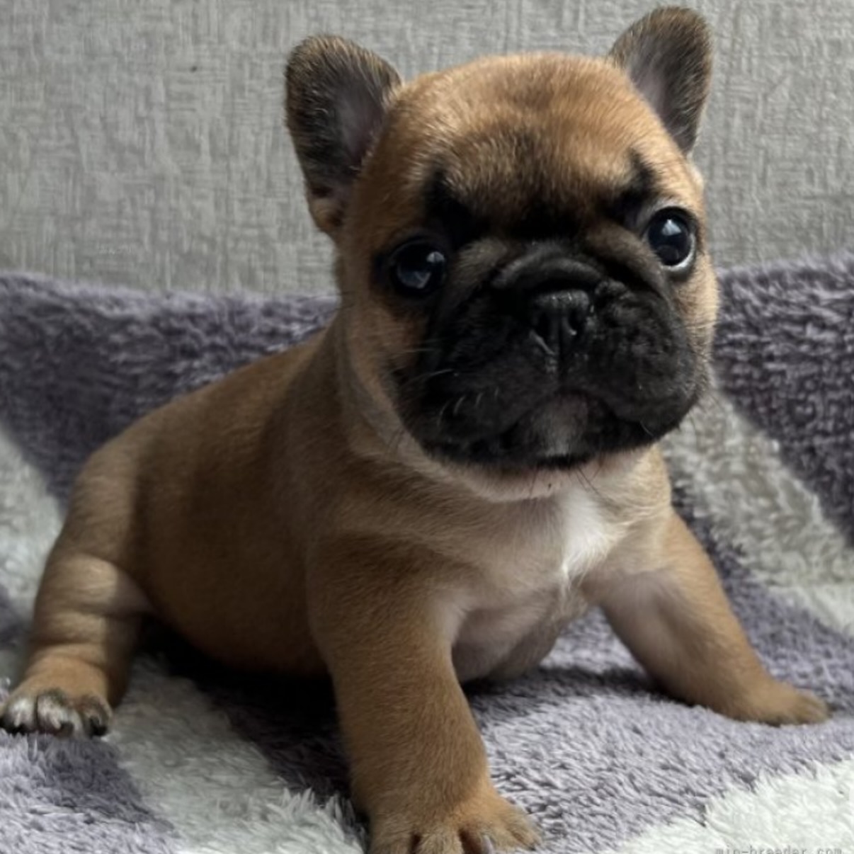 Fawn Male French Bulldog Puppy