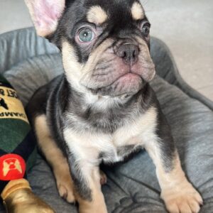 Black and Tan French Bulldog Puppy